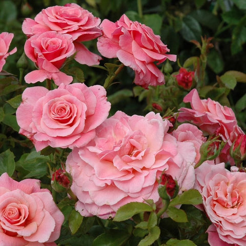 Cluster of pink roses with layered petals on green stems and leaves.