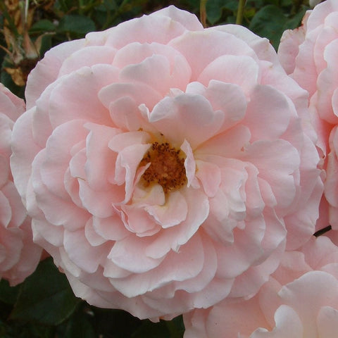 Light pink rose flower with many petals and a yellow center.