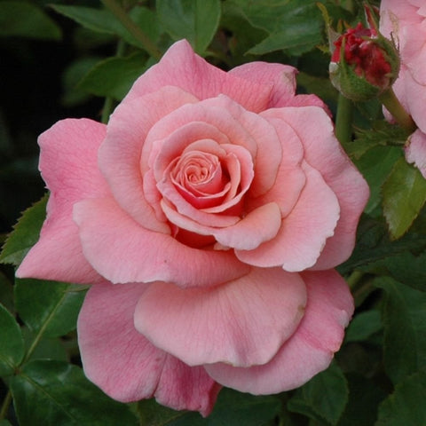 Blush pink single rose bloom with layered petals and small red buds.