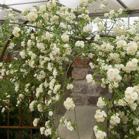 Gardenia blooming plant with many creamy white double flowers along a trellis