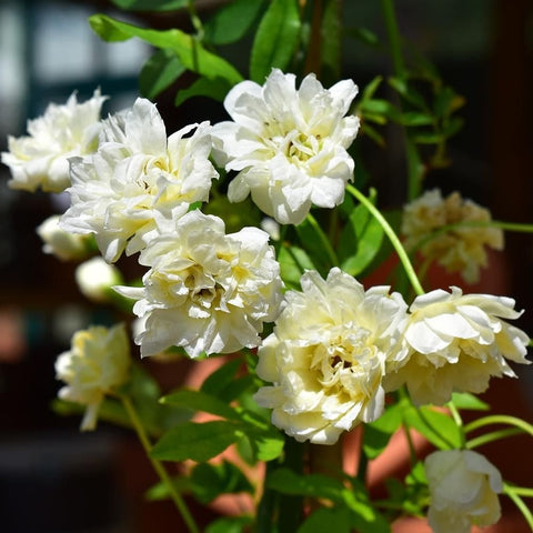 Gardenia flower cluster with white double blossoms and bright green foliage