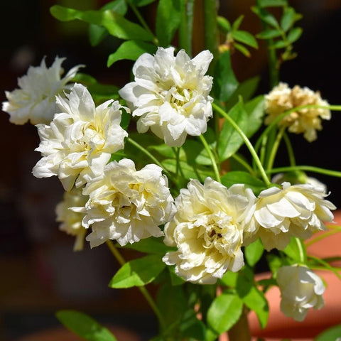 Gardenia potted plant with creamy white double blooms and green leaves