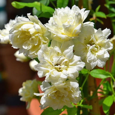 Gardenia flower cluster of pale cream double blooms with layered petals