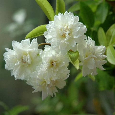 Gardenia flower cluster with creamy white double blossoms and glossy green leaves