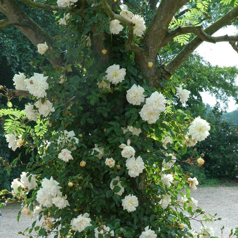 Gardenia shrub covered in pale white double blossoms