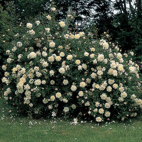 Gardenia shrub hedge with clusters of pale white double flowers