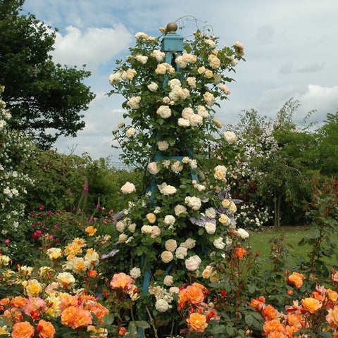 Alchymist rose climbing plant with many pale cream blooms on tall trellis