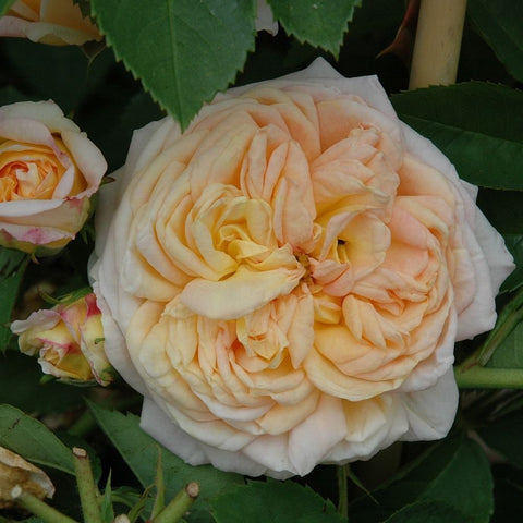 Alchymist rose blossom with creamy white petals and soft pale peach highlights