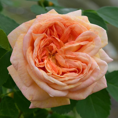 Alchymist rose blossom with peach and light orange layered petals