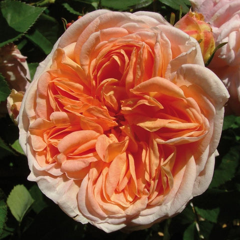Alchymist rose blossom with pale peach outer petals and orange inner layers