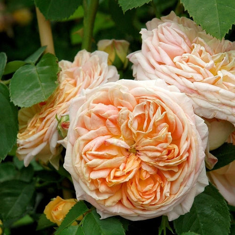 Alchymist rose cluster with creamy white petals and peach-orange centers