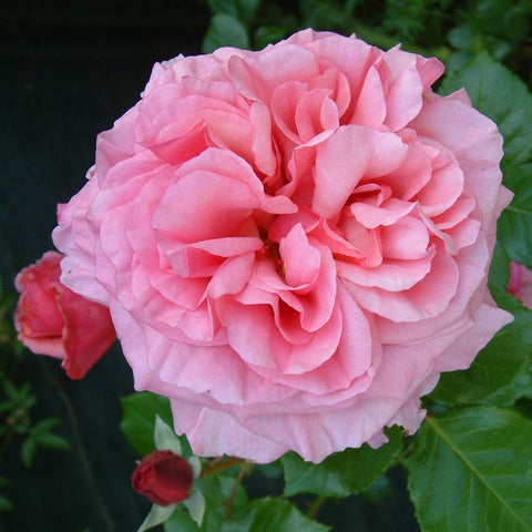 Pink rose flower with layered ruffled petals and green leaves