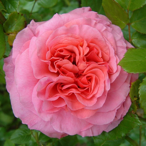 Light pink rose flower with layered petals and surrounding green foliage