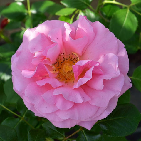 Pink single rose bloom with yellow center and ruffled petals on green leaves