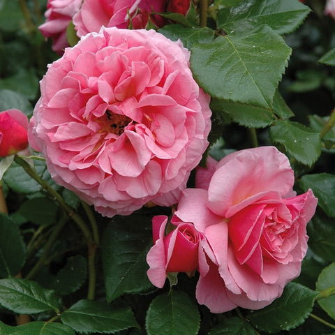 Two pink rose flowers with ruffled petals and green leaf clusters