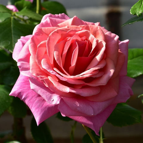Pink rose bloom with tightly layered petals and green leaves
