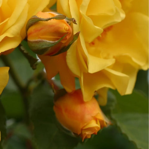 Yellow rose buds and petals with orange tint, close-up
