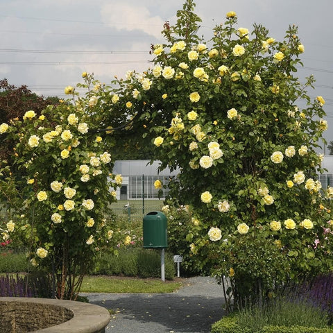 Yellow rose bush with clusters of ruffled blooms and green leaves