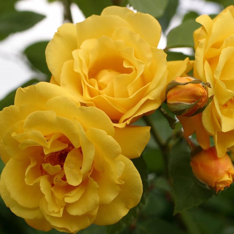 Yellow rose flowers on stems with green leaves, close-up view