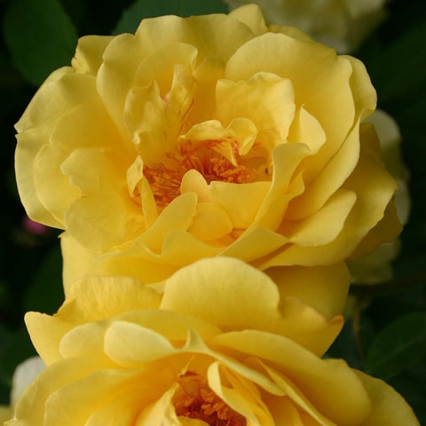Close-up of yellow rose flower with ruffled petals and orange center