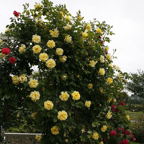 Yellow rose bush with abundant blooms and glossy green leaves