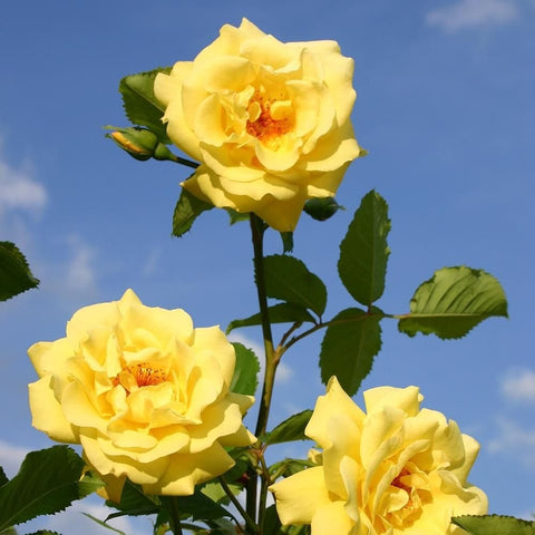Yellow rose blooms and buds with green foliage on a branching stem