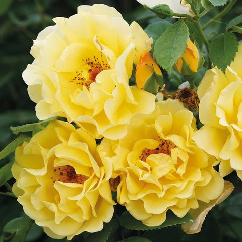 Yellow rose blooms with ruffled petals and orange centers