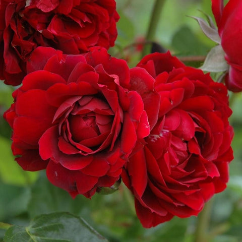 Close-up of red double rose flowers with dense layered petals