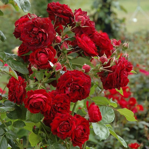 Cluster of red rose blooms on leafy stems with buds