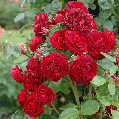 Branch of bright red rose flowers with green leaves and unopened buds