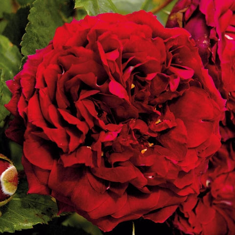 Large red double rose bloom with crinkled layered petals