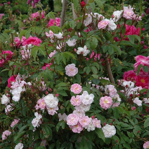 Flowering rose bush with light pink and white double blossoms on branching stems