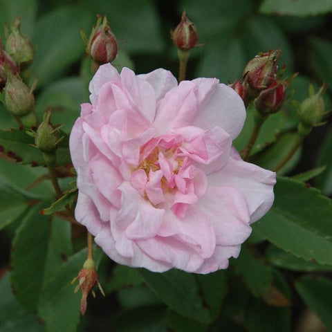 Single pale pink rose bloom with surrounding green leaves and unopened buds