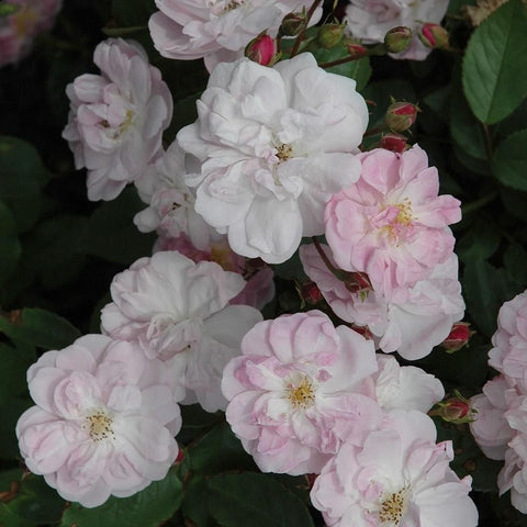 Cluster of white and soft pink double rose flowers with green leaves