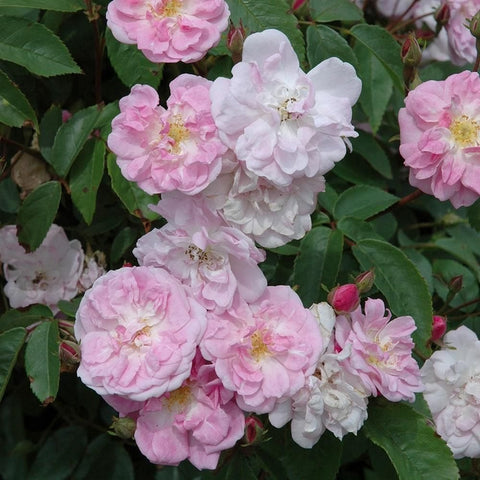 Pink and white double rose blossoms with green foliage and small red buds