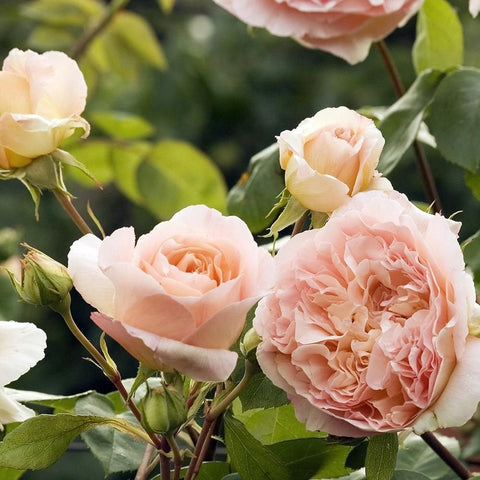 Papi Delbard rose bush with pale pink double flowers and green leaves