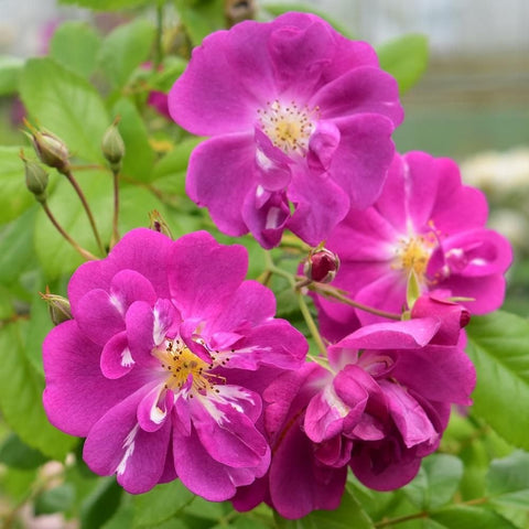 Purple rose cluster with small buds on green stems