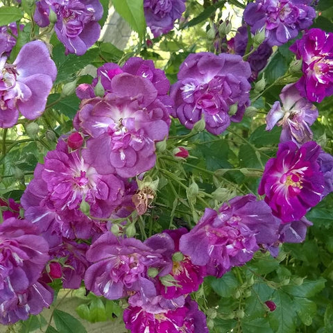 Purple rose plant with multiple blooms and visible buds