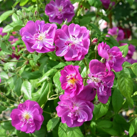 Purple rose blooms with speckled yellow centers on leafy stems