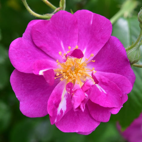 Close-up purple rose bloom with golden yellow stamens