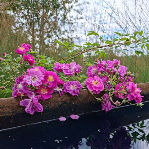 Purple rose flowers with green stems growing from a low bed