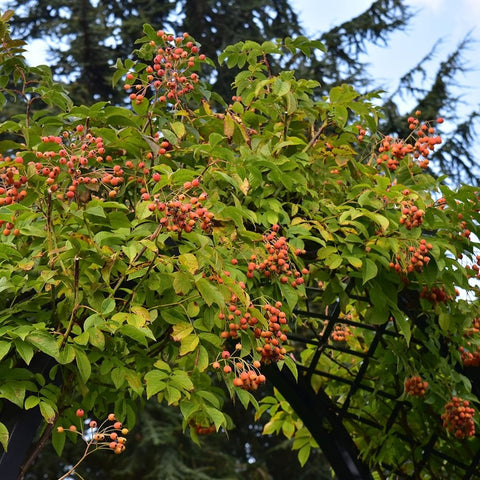 Rose plant with clusters of orange-red berries and green leaves