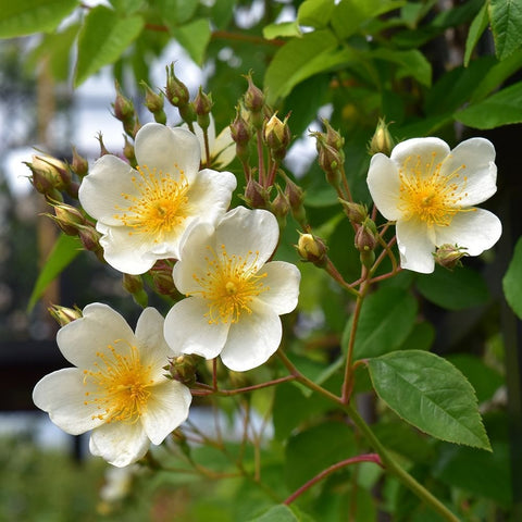 Rose plant with white five-petal blossoms and yellow centers