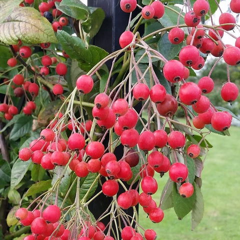 Rose plant with hanging clusters of bright pink-red berries and green leaves