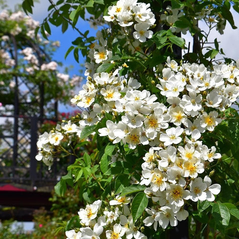 Rose plant with clusters of small white flowers and yellow centers