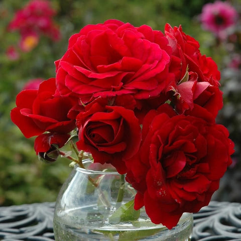Red rose bouquet in a clear glass vase with green stems