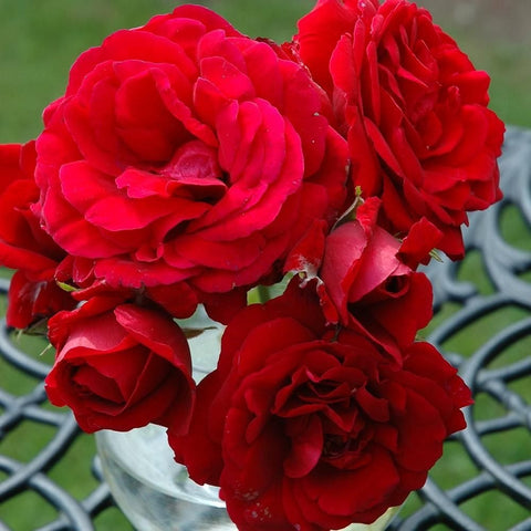 Red rose bouquet with large ruffled petals on a blue metal stand