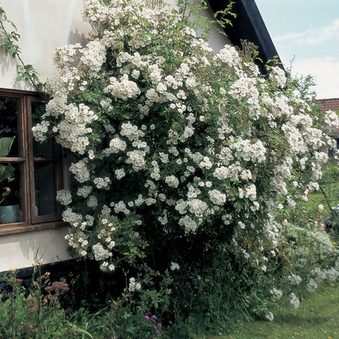 Dense cascading shrub covered in white double flowers with green leaves
