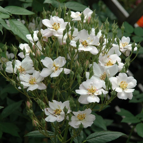 Cluster of white rose blossoms with yellow centers and tight green buds
