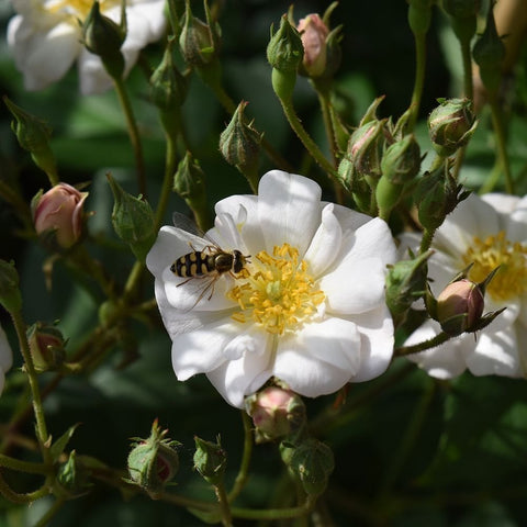 White rose flower with yellow center and small pink buds on green stems